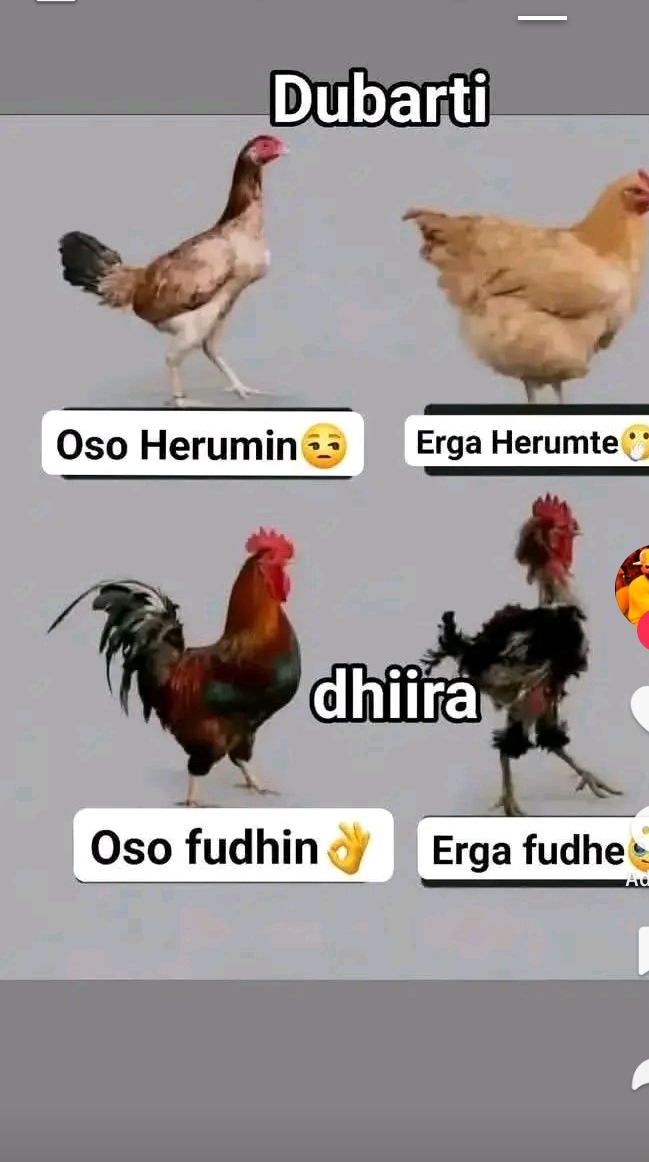@bayuu huseen