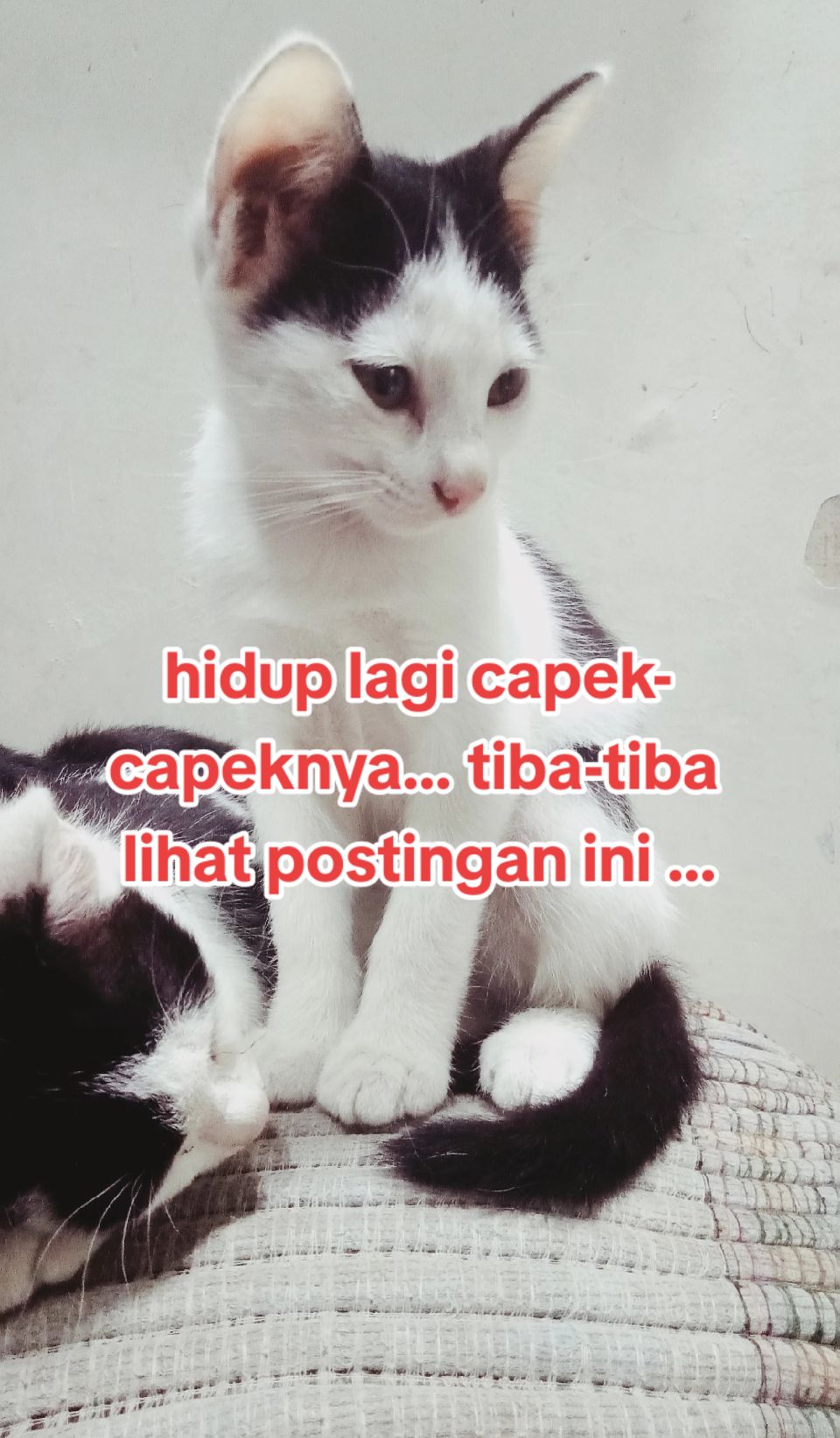 @fitrianifitri437
