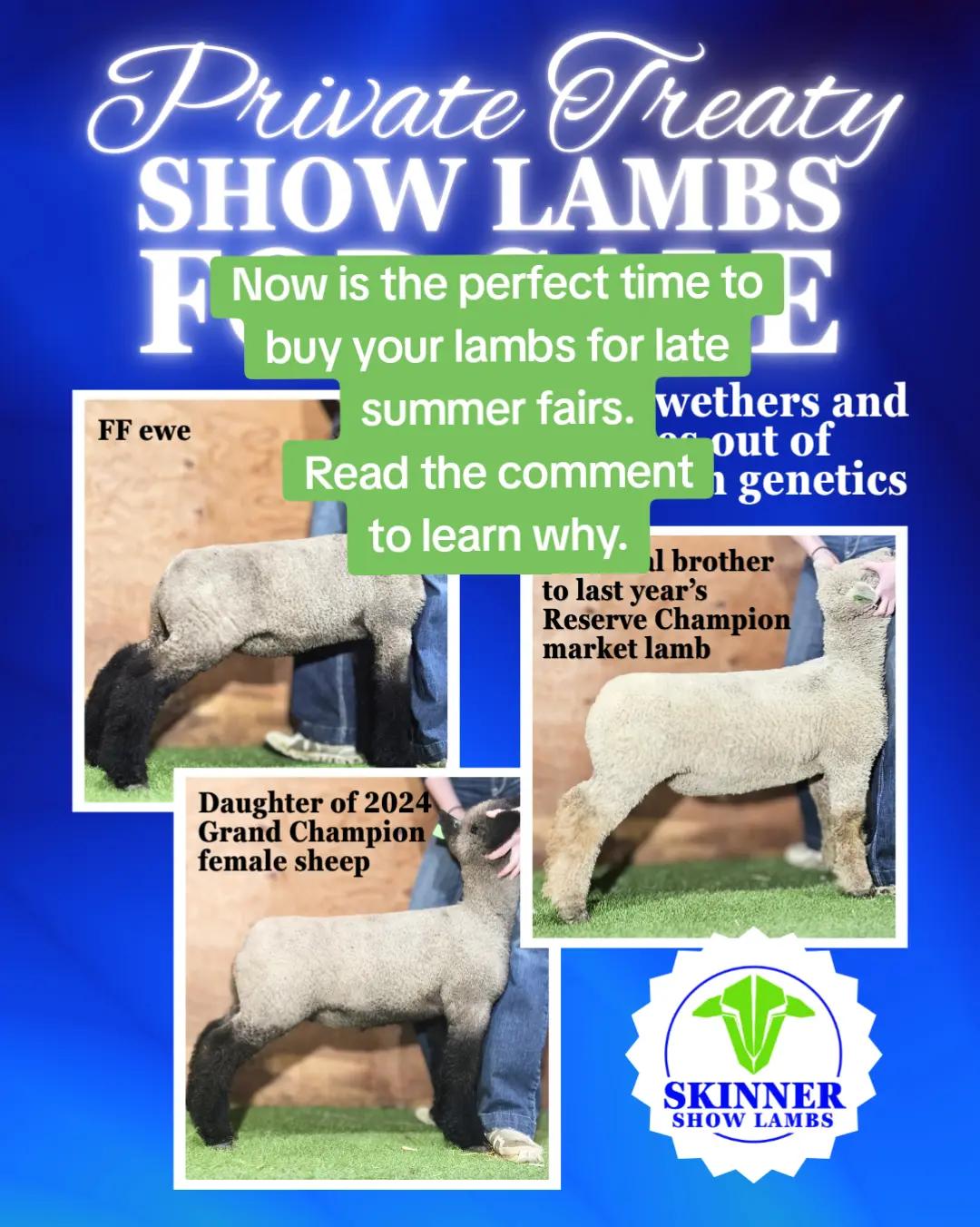 @Skinner Show Lambs