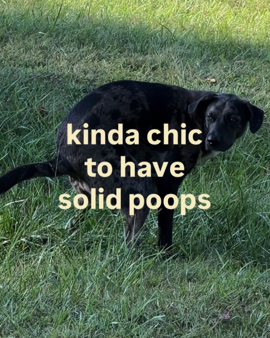 @Native Pet