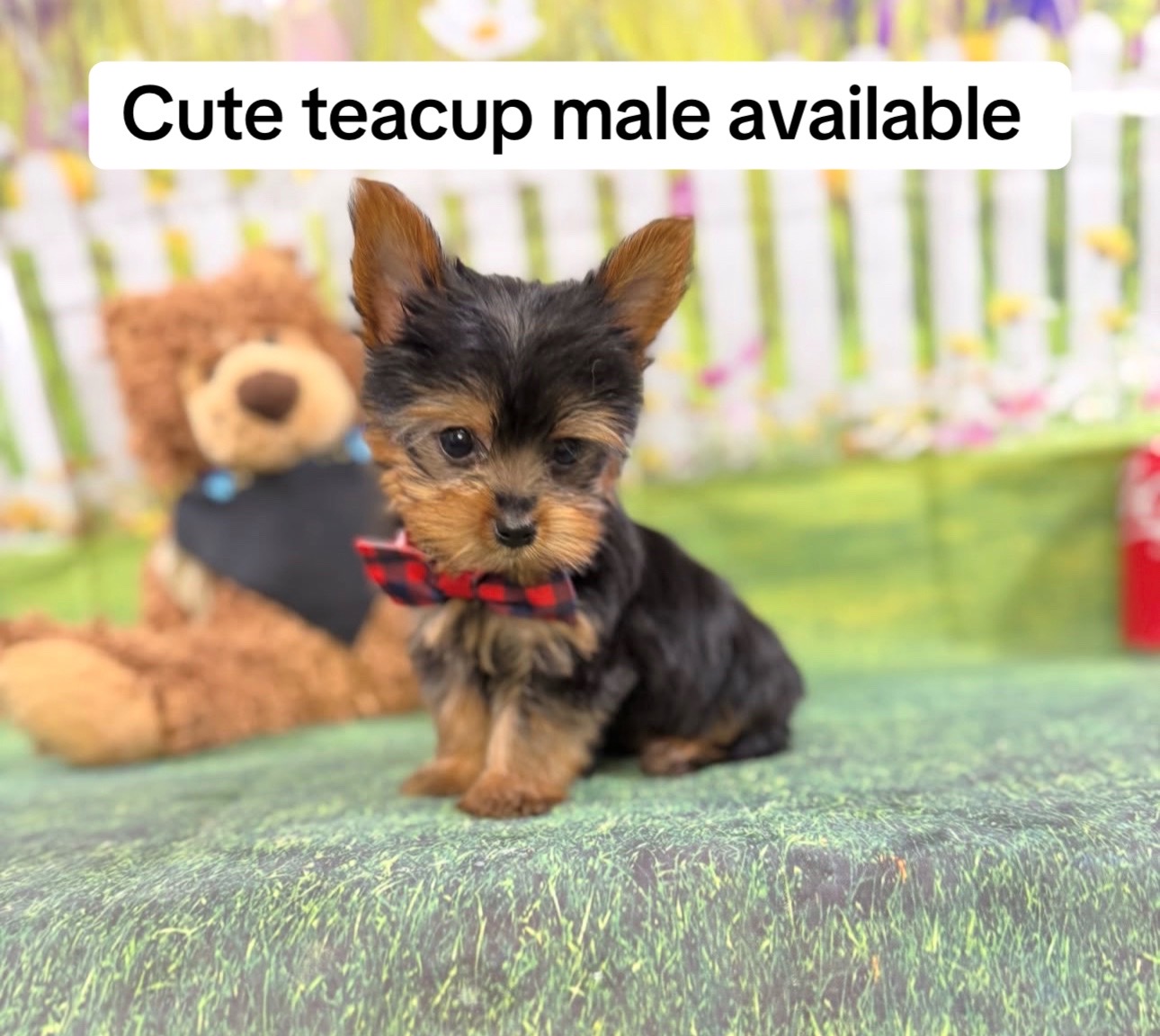 @Yorkies puppies for Adoption