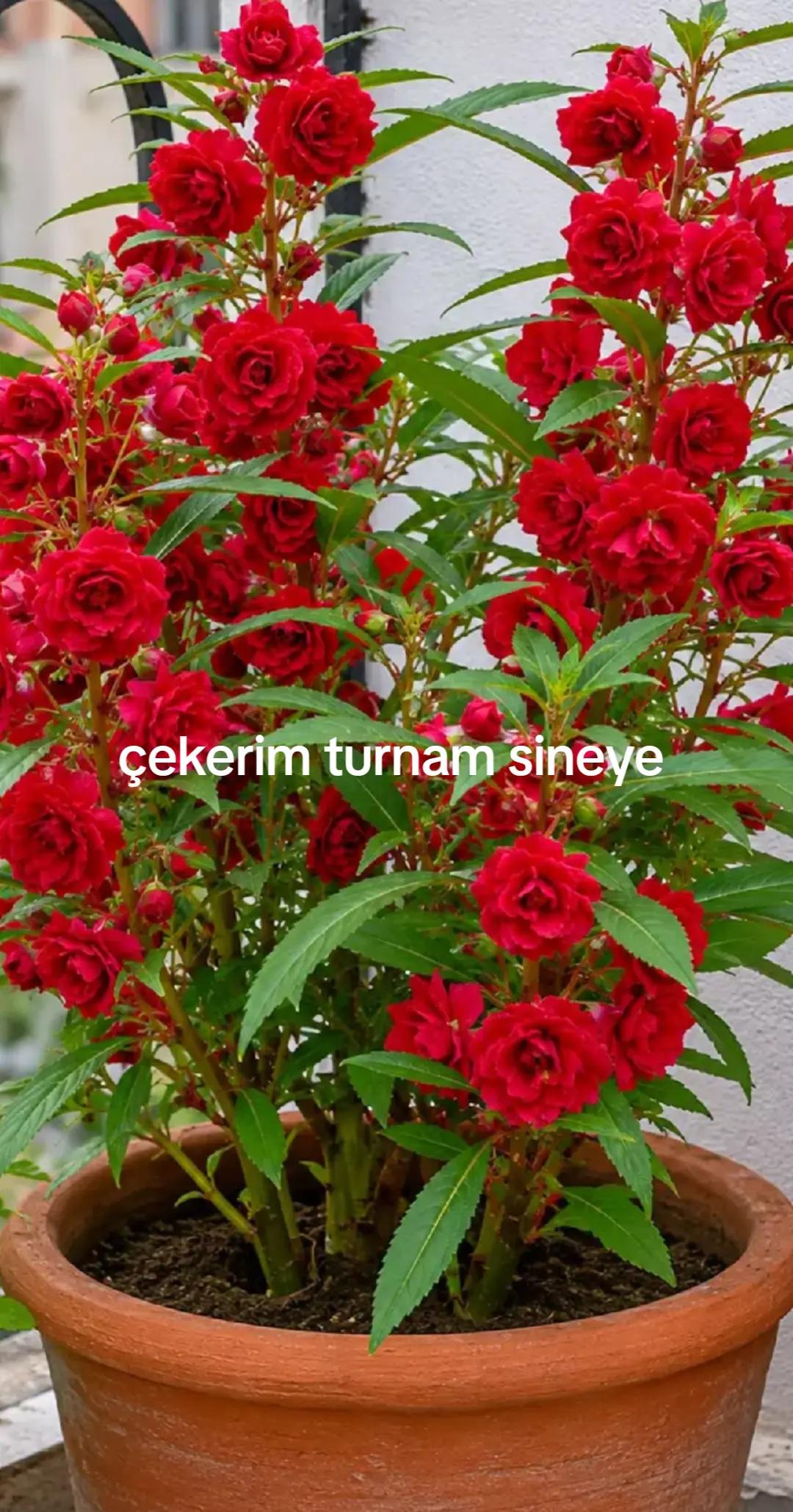 @Karako&ccedil;
