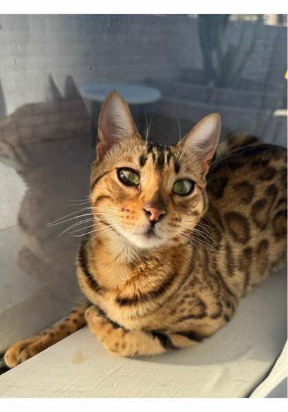 @Obi & Daisy The Bengals 🐆🐾