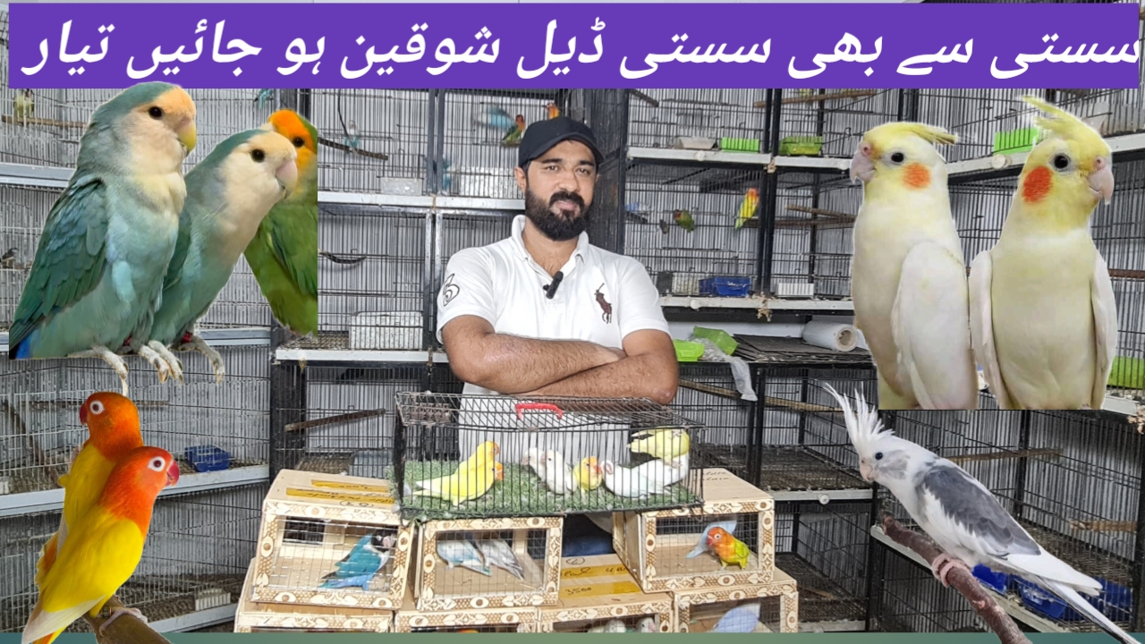 @ROYAL BIRD US