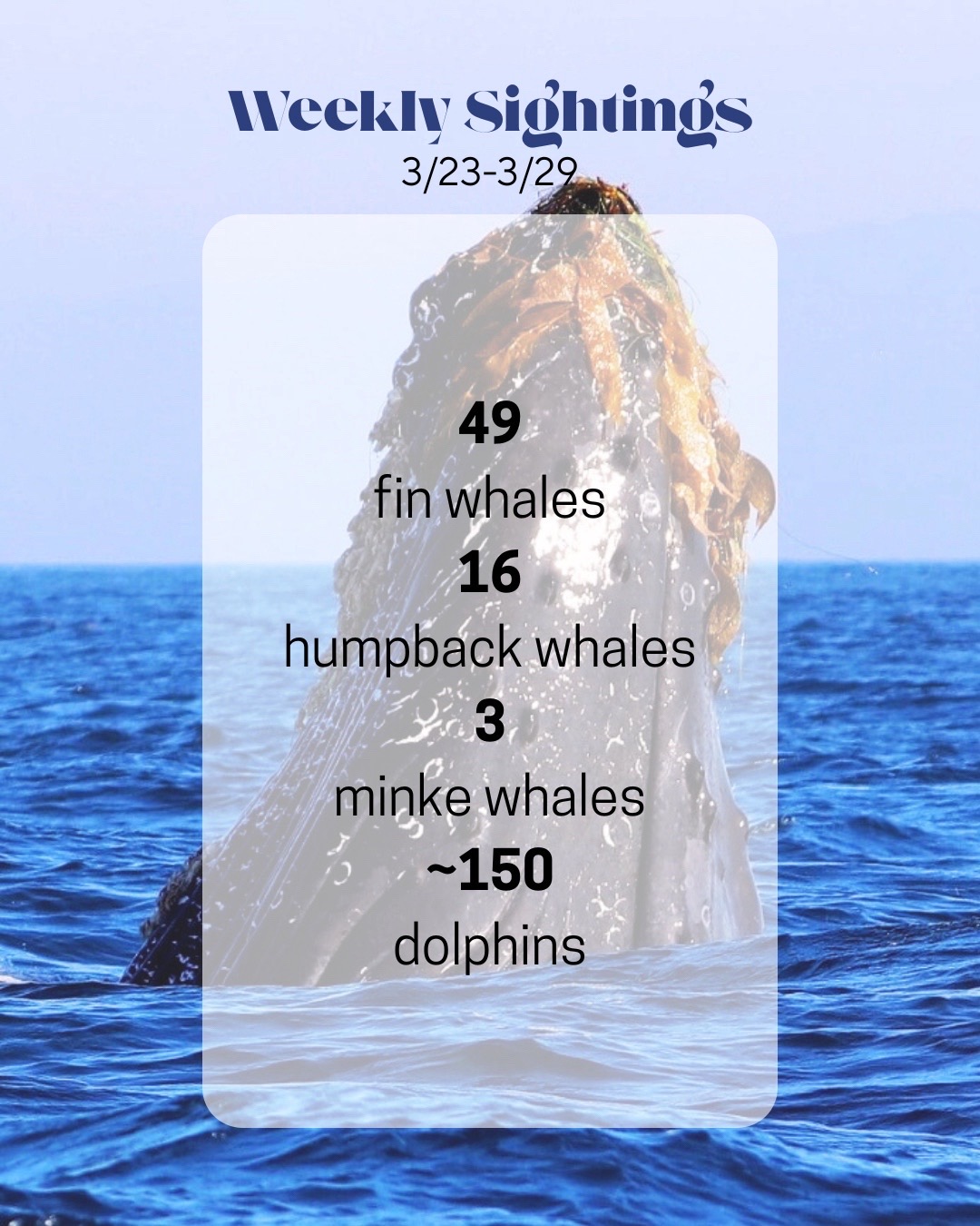 @Adventure Whale Watching