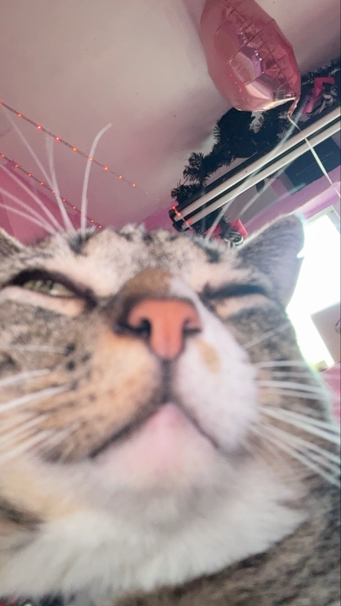 @superamazingcat