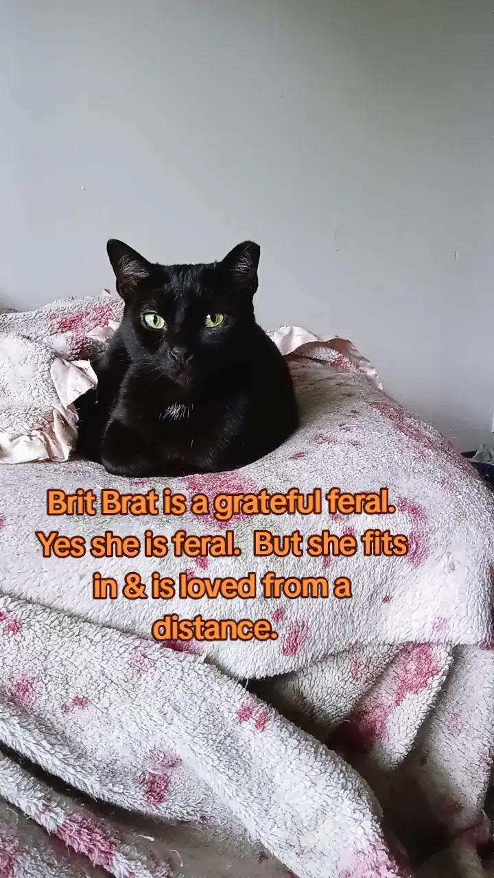 @Original Cat Lover 45
