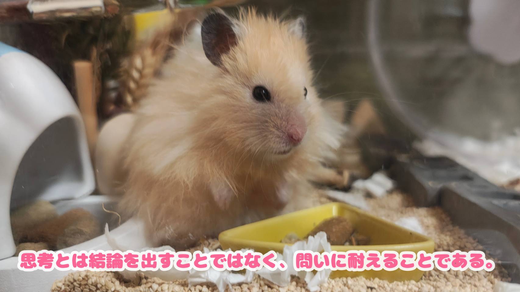 @モチキン🐹