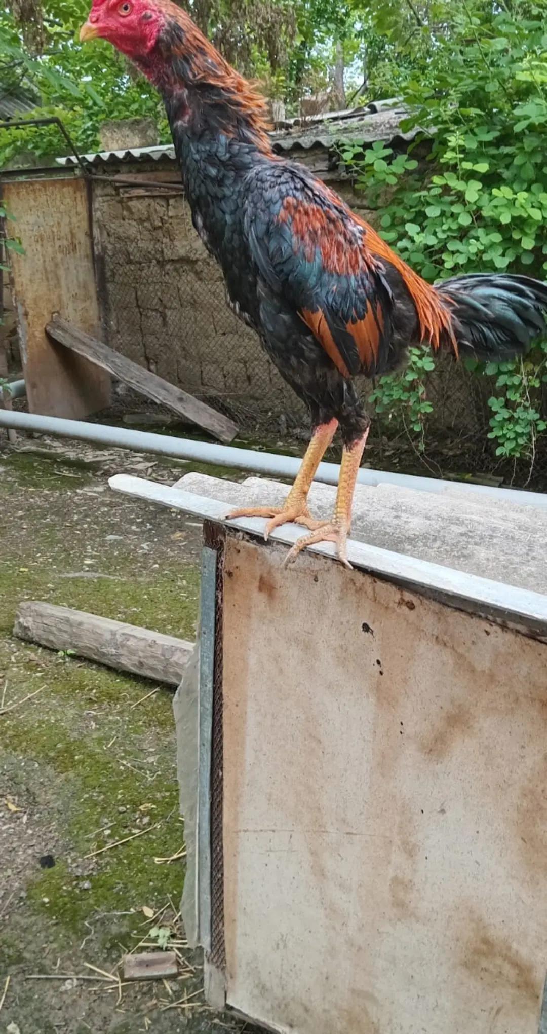 @peşəkarlar 6006556