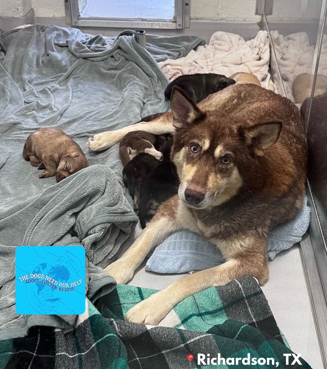 @The Dogs Need Our Help