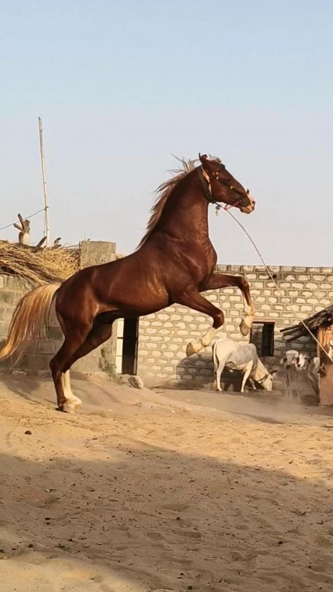 @Hayat Raza
