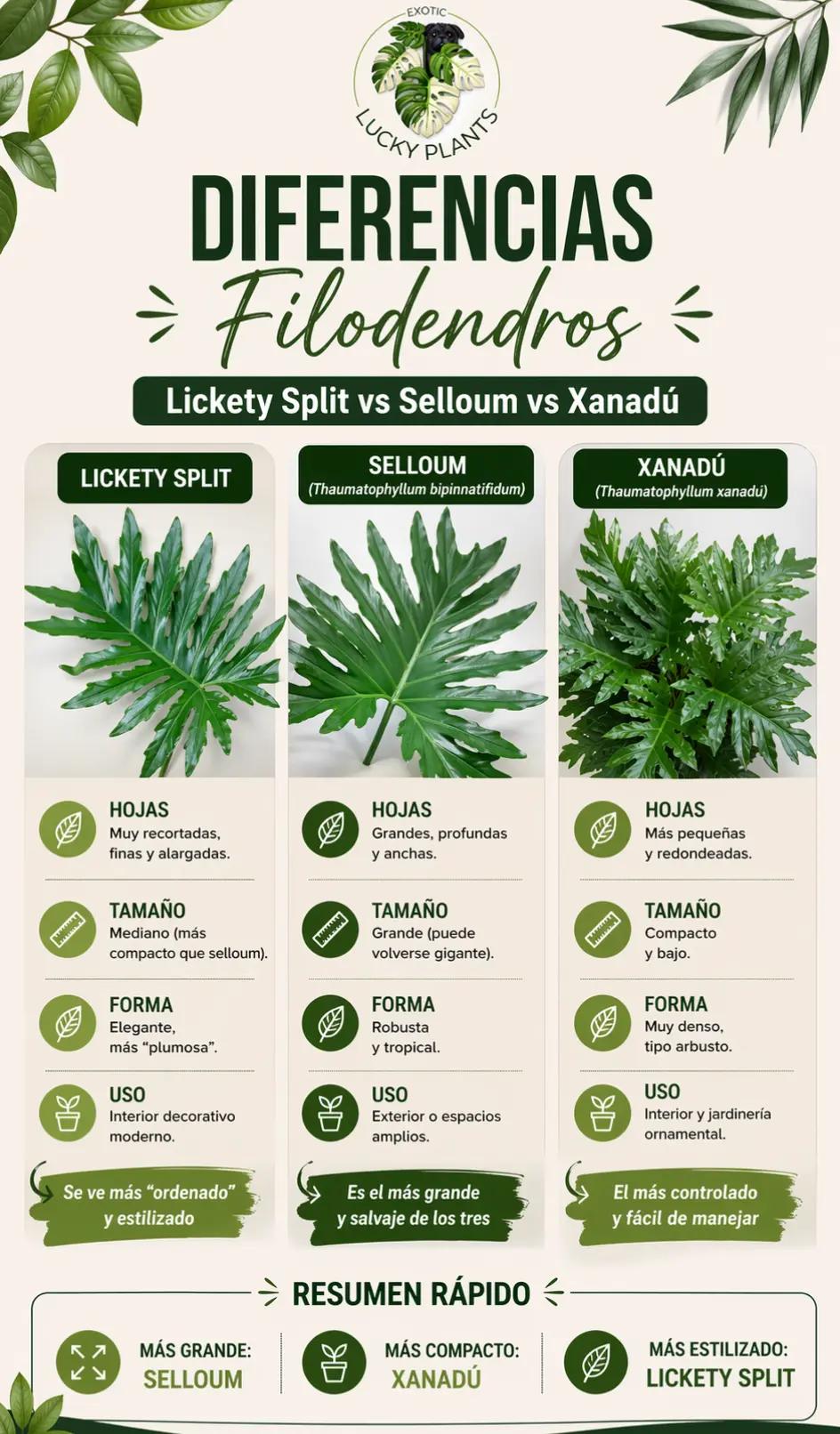 @LUCKY PLANTS