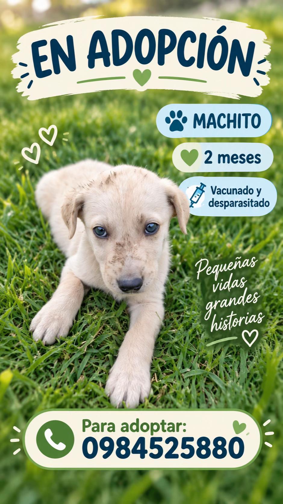 @Amigoscaninos_Ambato