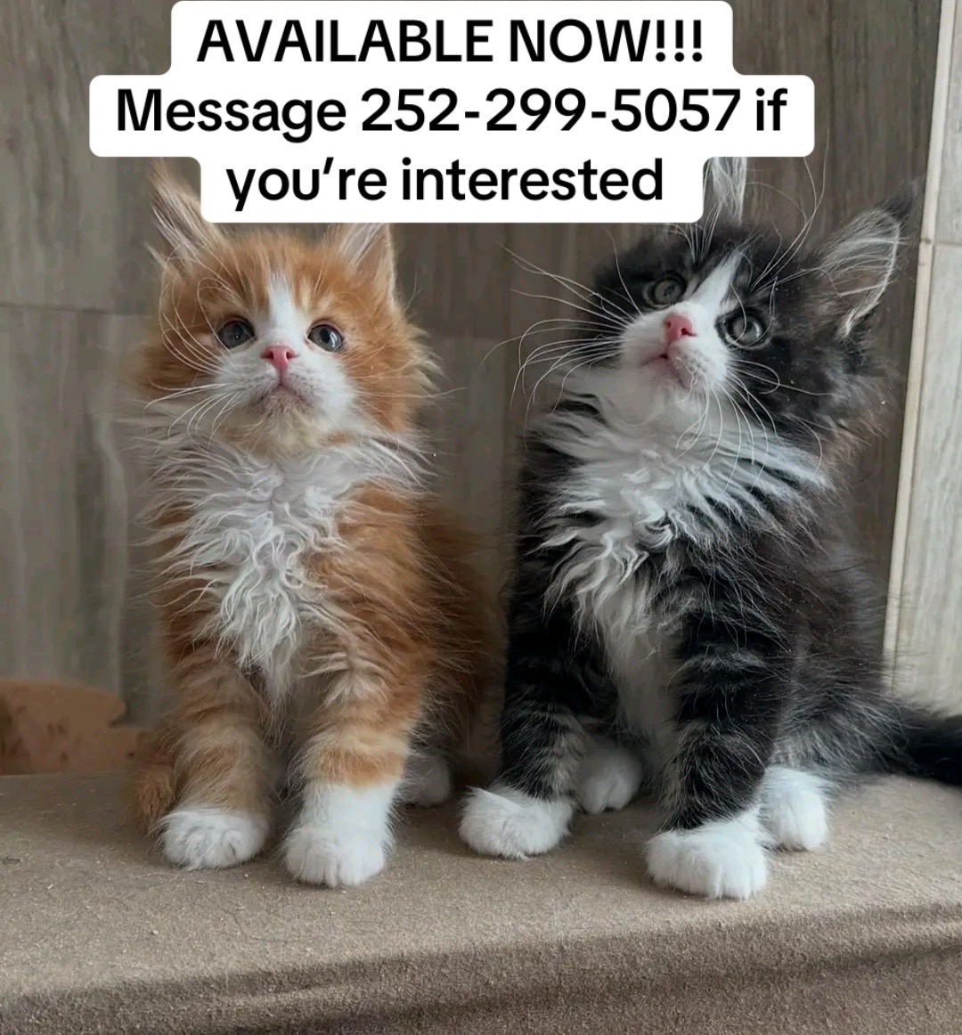 @blackkitties