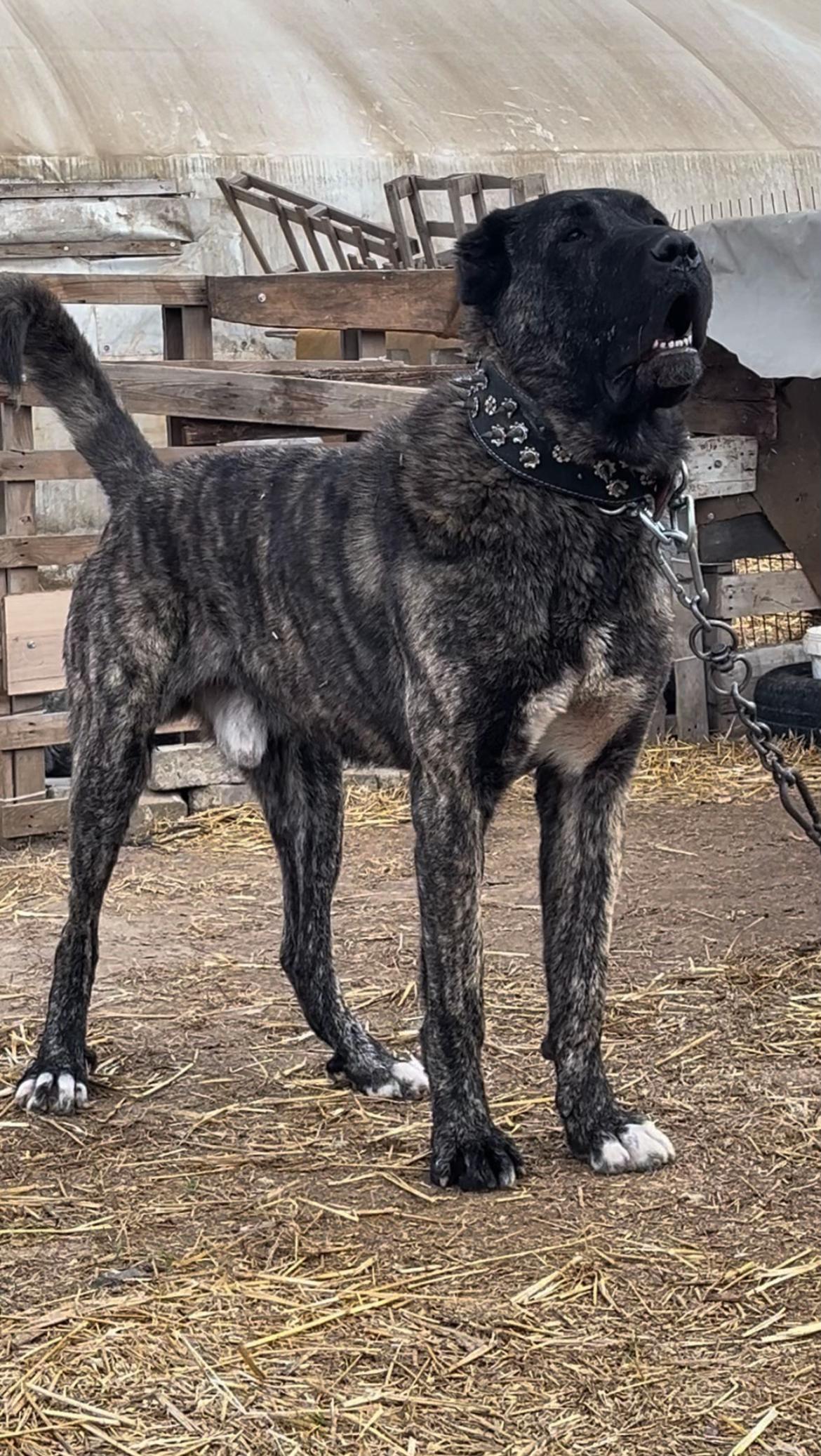 @💥K&ouml;rpe Kennels💥