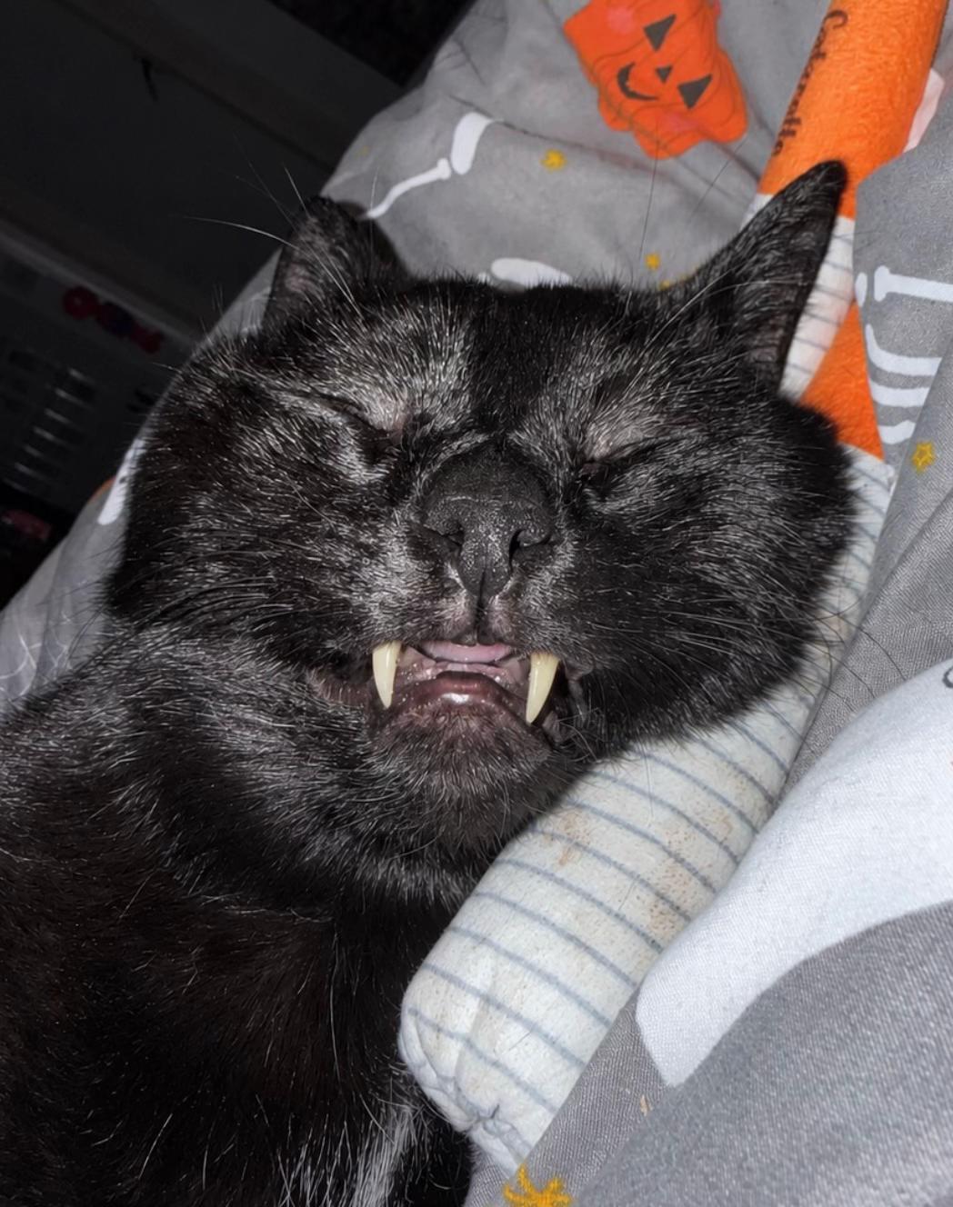 @Teefie_tribe 🐈⬛🐈⬛🐈🦷🦷