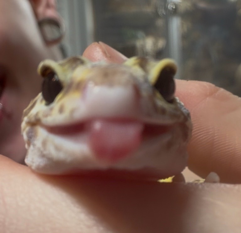 @layla🦎🍃
