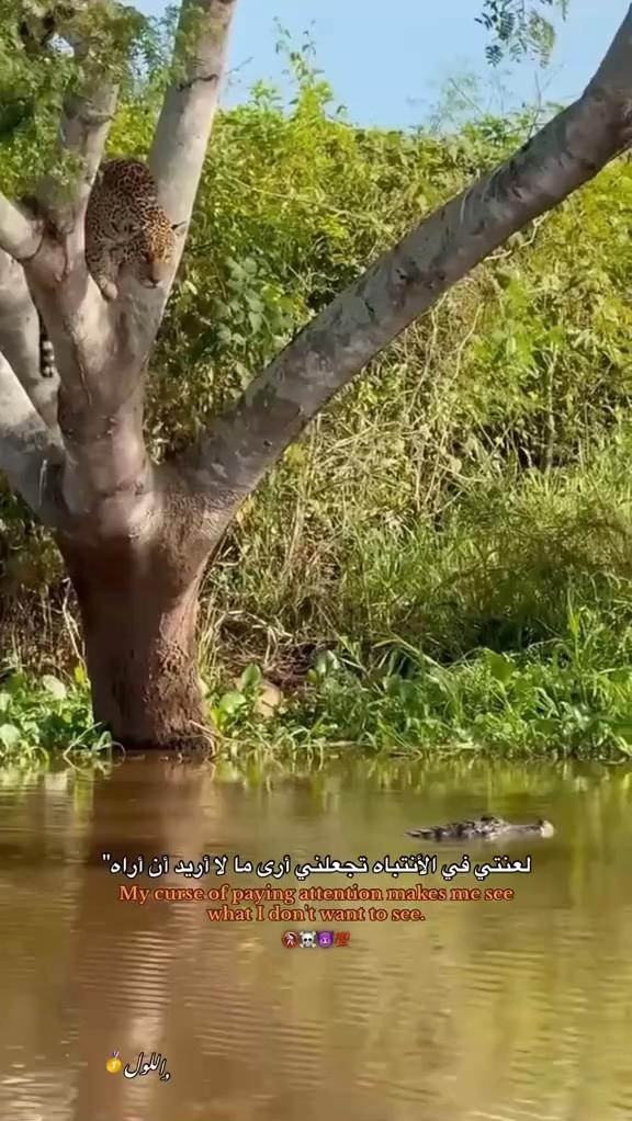 @چوني الترند🔥