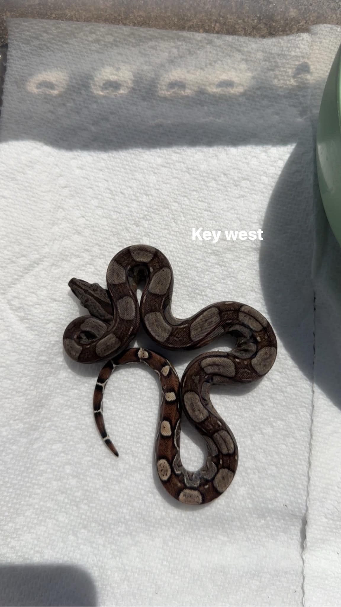 @A&L Reptiles
