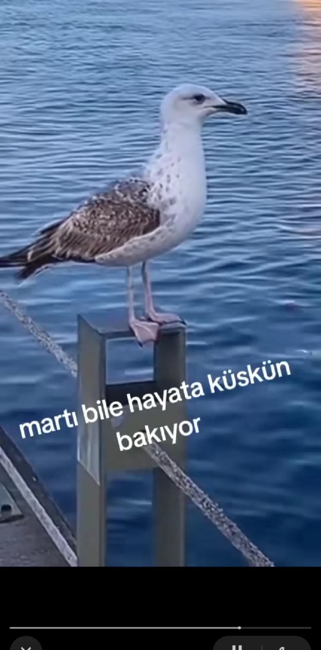 @💘han&ccedil;er💘