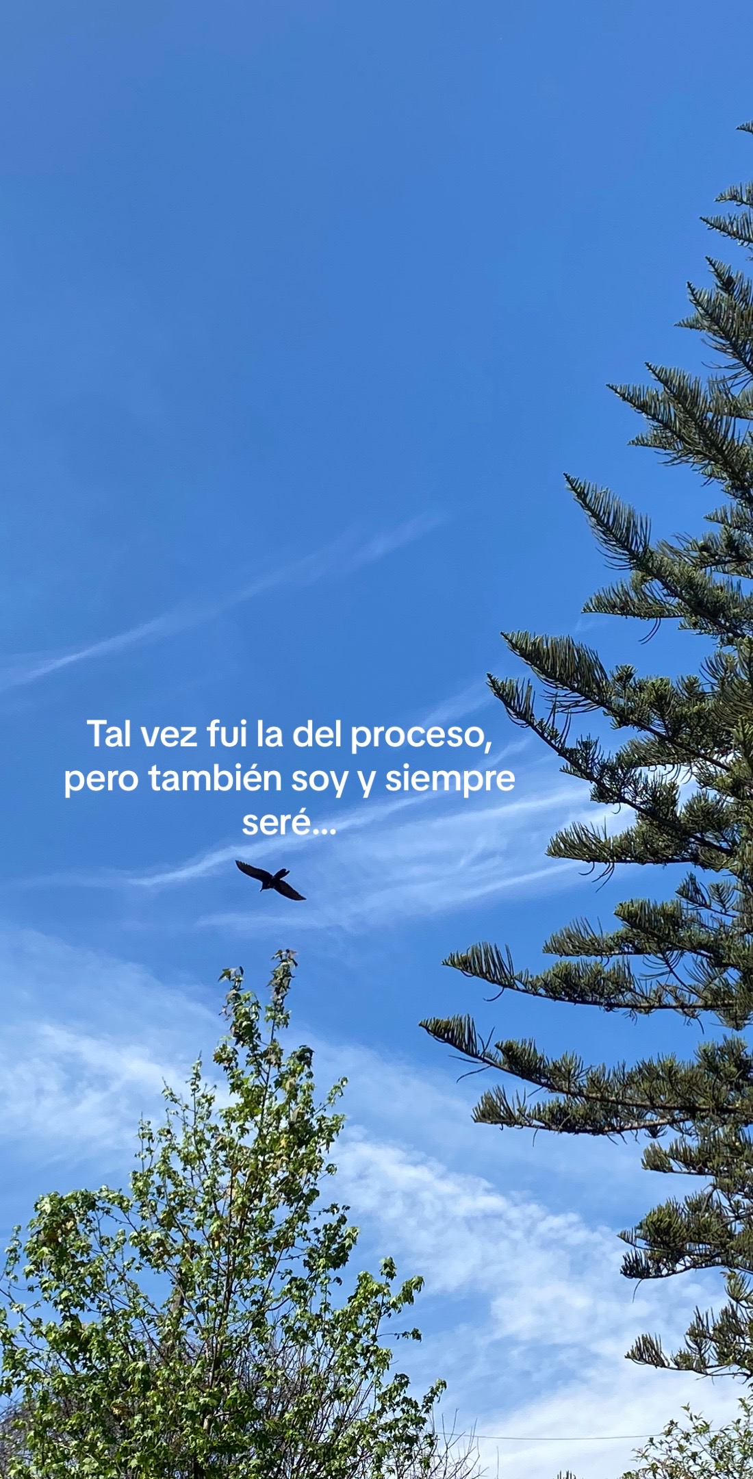 @Maru