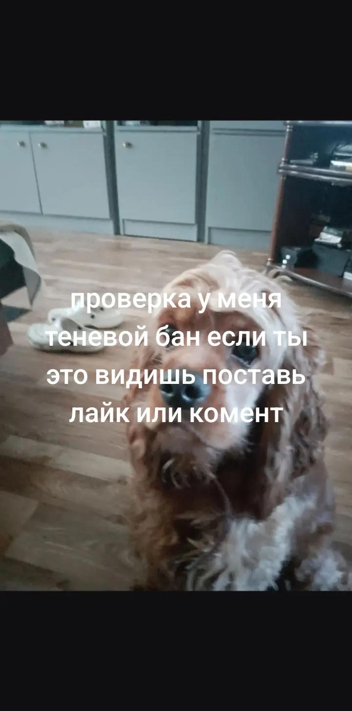@кот