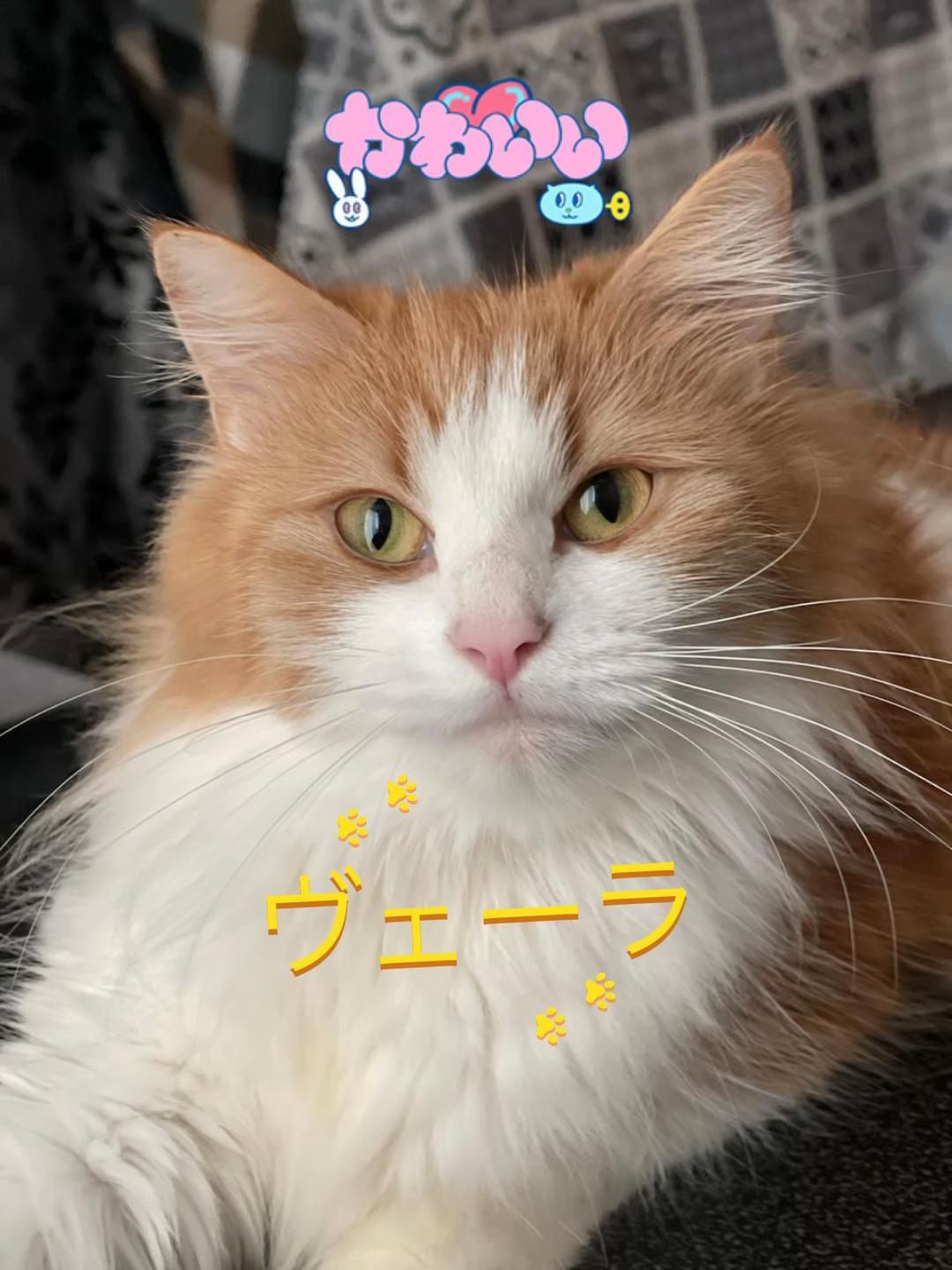@Claudinei サントス