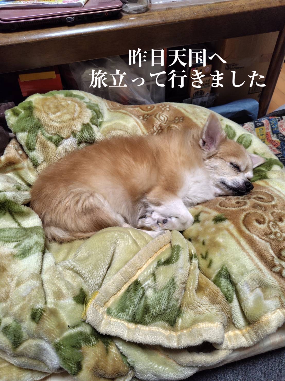 @・*·̩͙꒰ঌ ゆず姫 ໒꒱·̩͙⋆.*