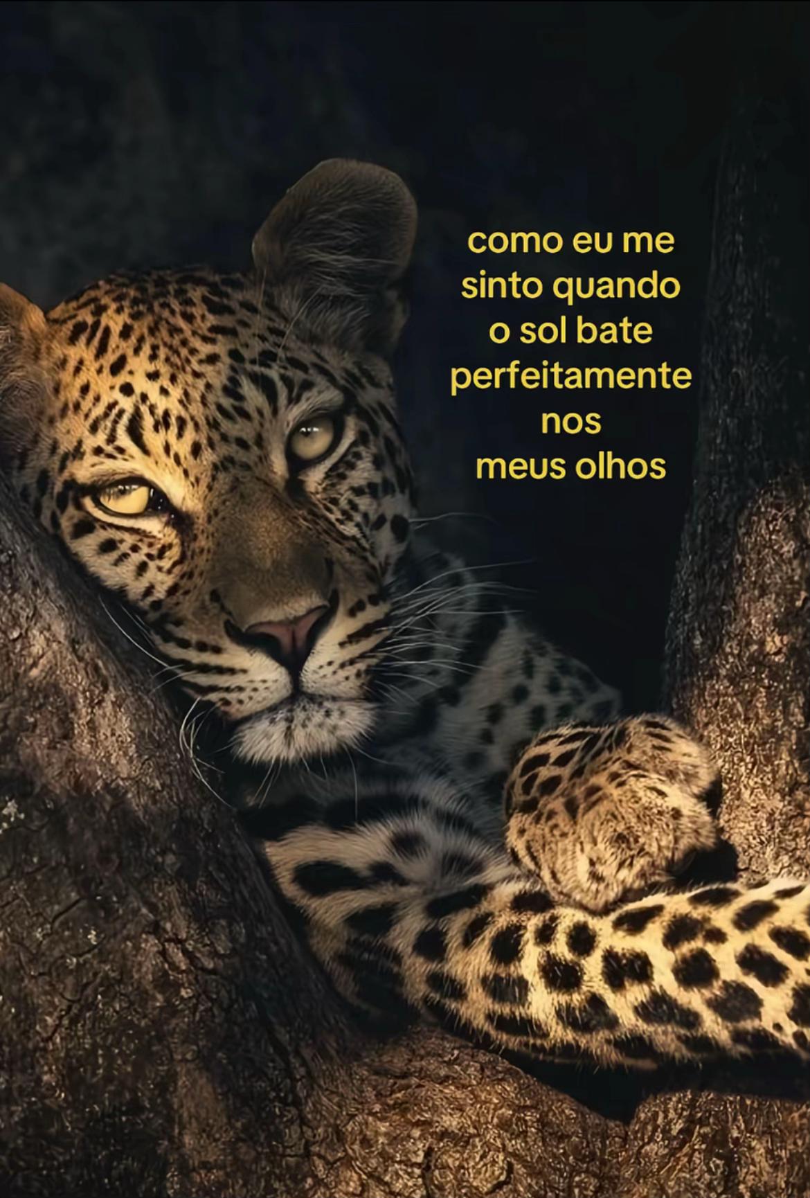 @aquino
