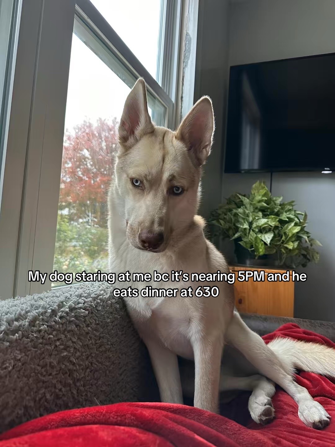 @Finn the Shepsky