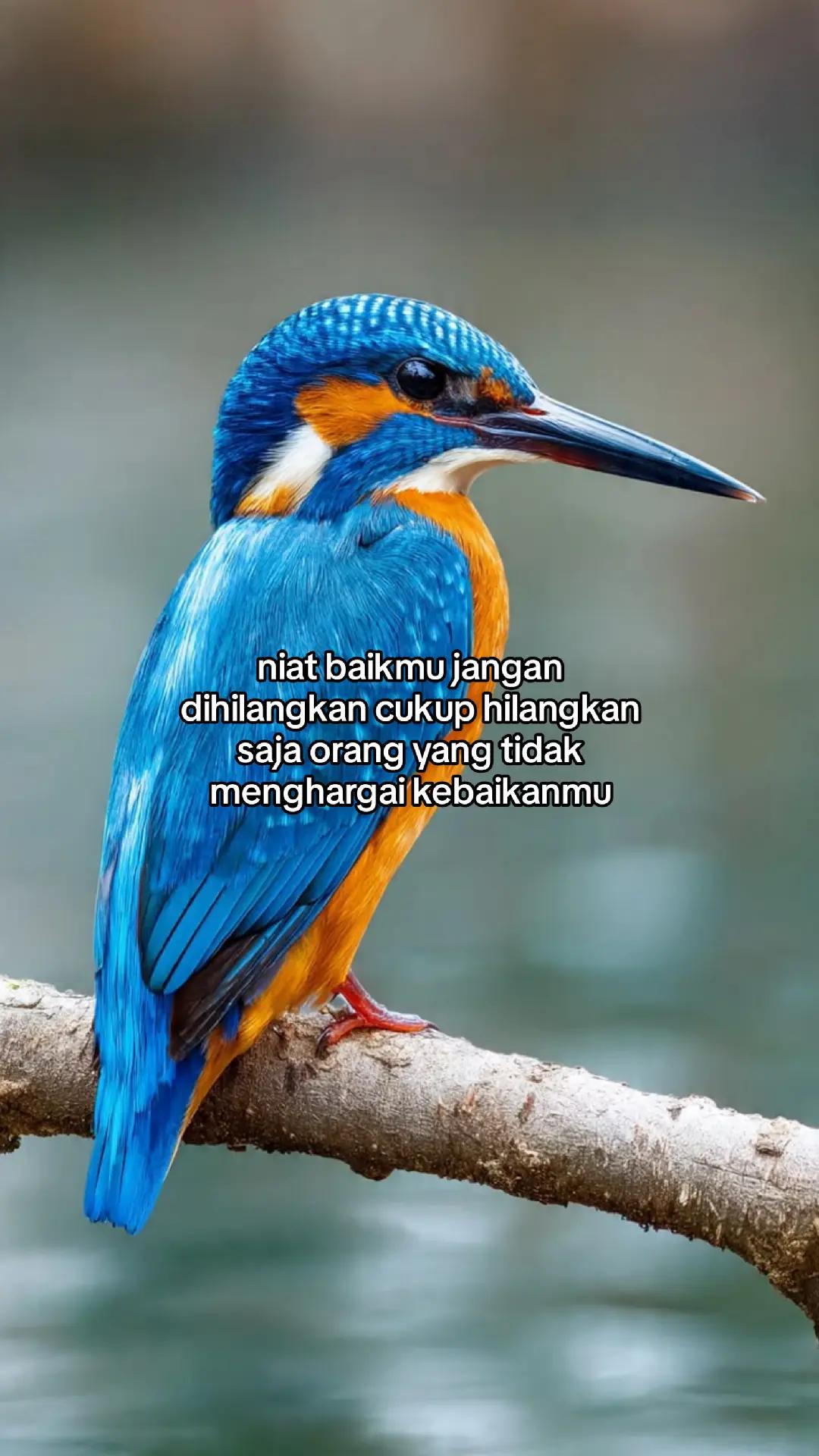 @wisnu23
