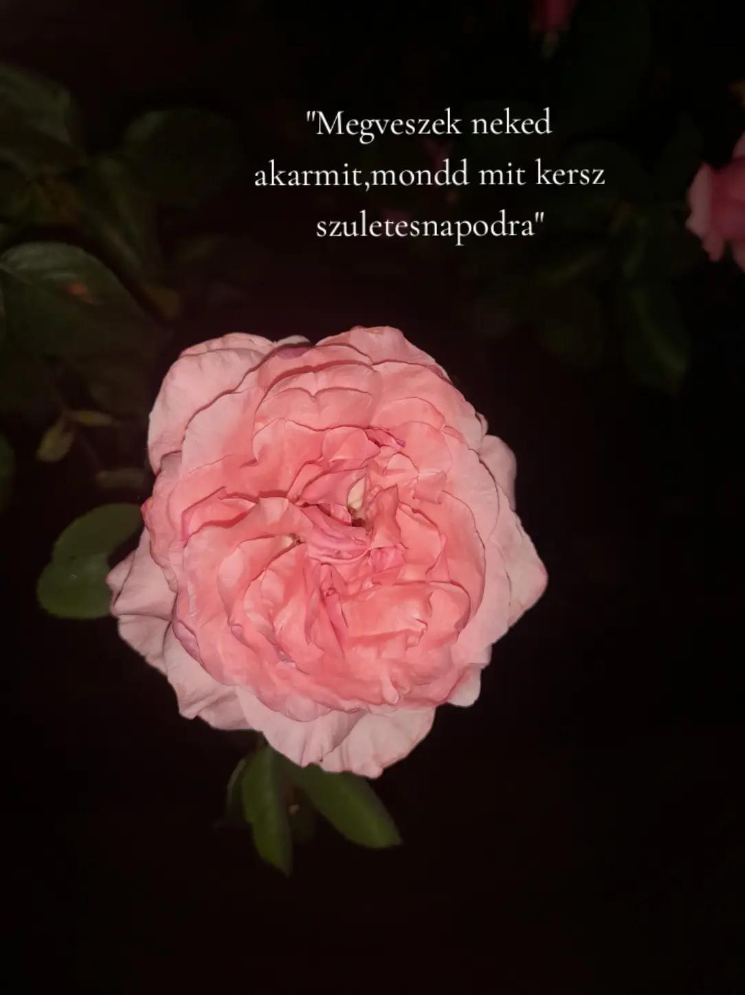 @𝓐𝓷𝓷𝓪