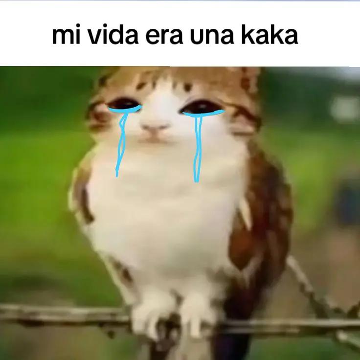 @meowl