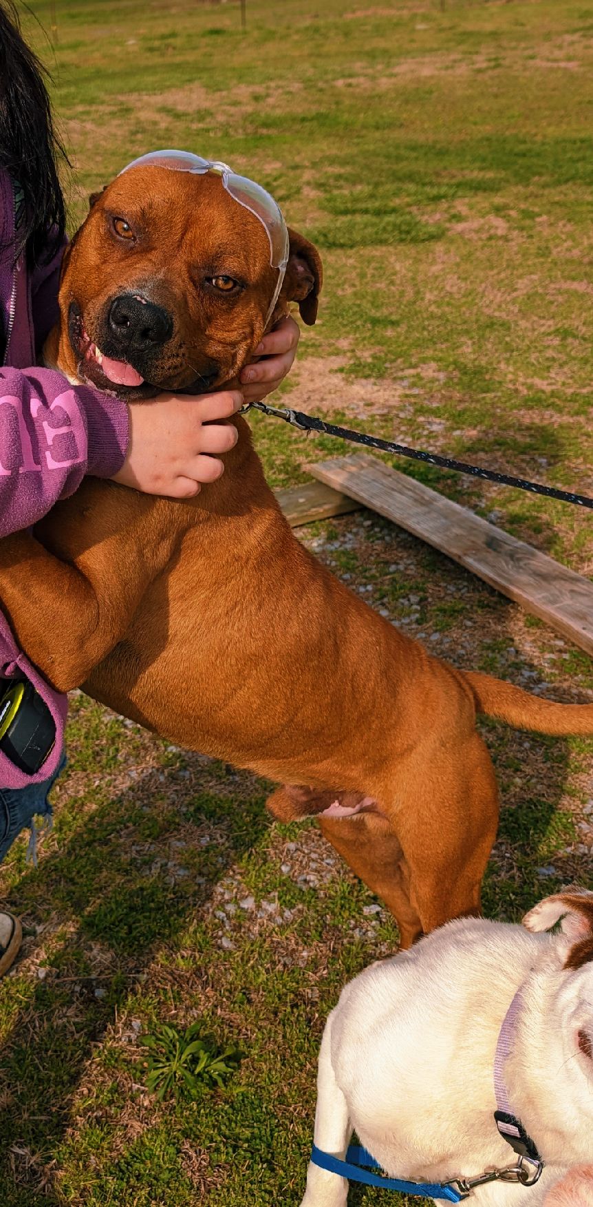 @dachshundclowning
