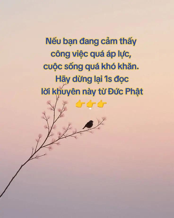 @Nương Theo Bóng Phật