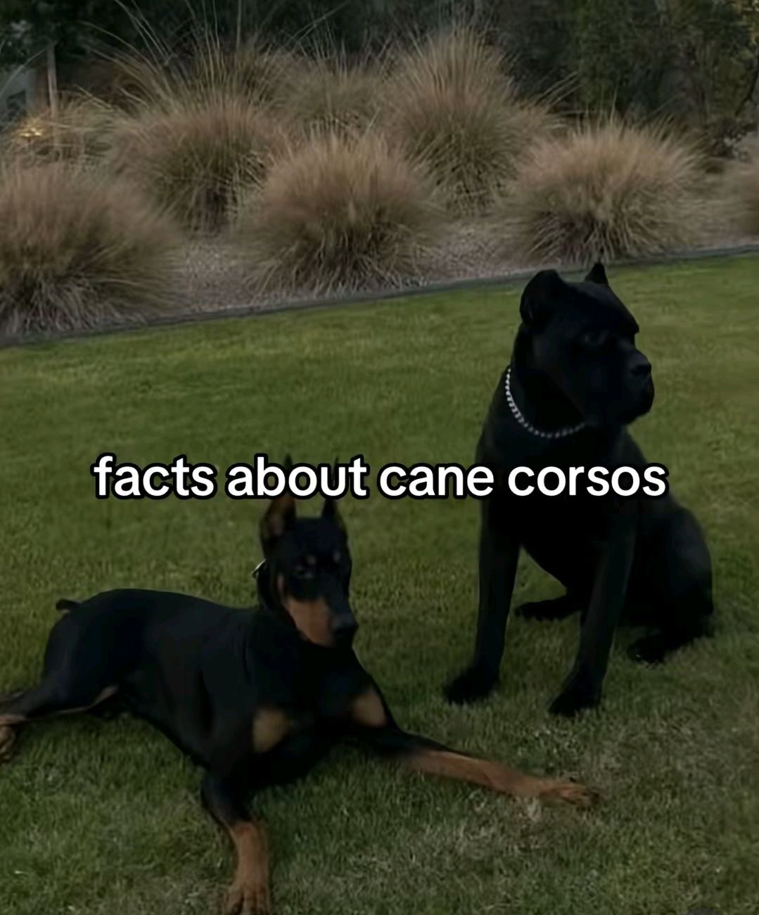 @Cane Corso For Adoption