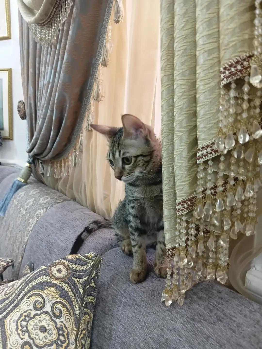 @Cat lover