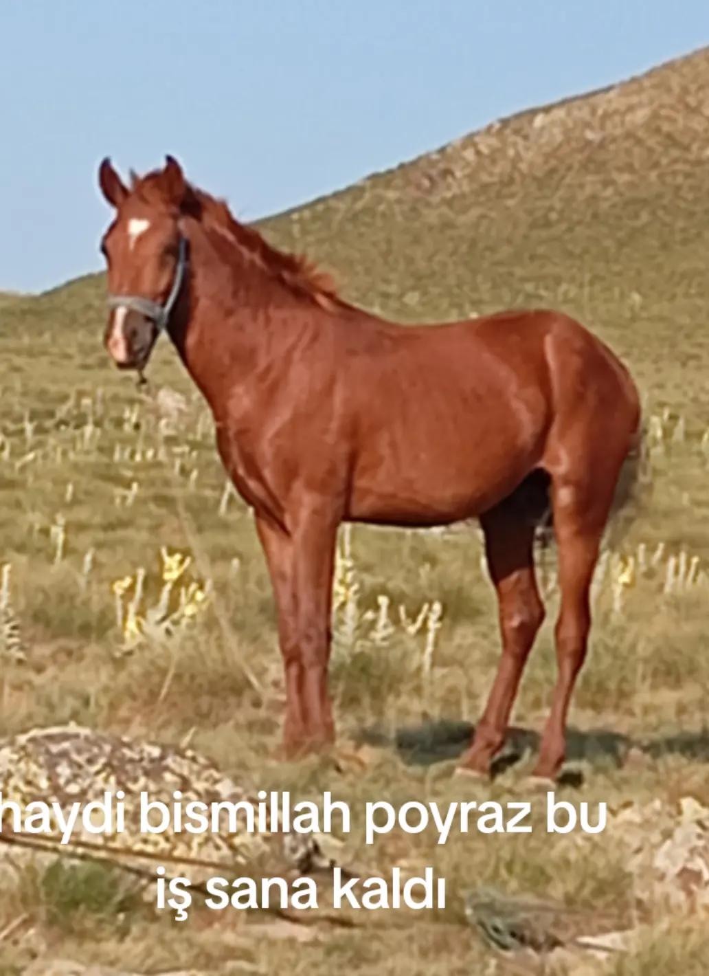 @çatlı şaho