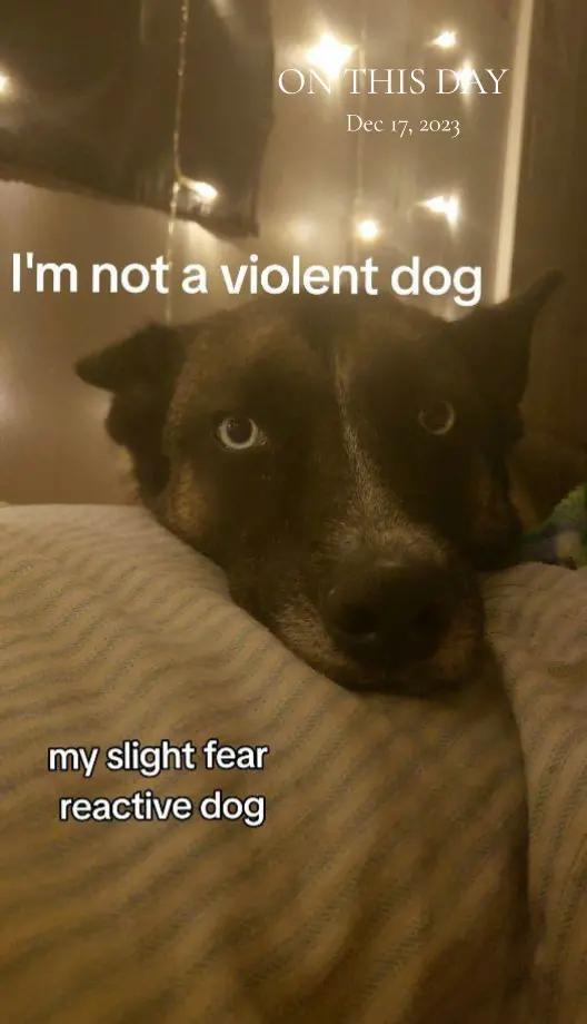 @🪓🐾🪓