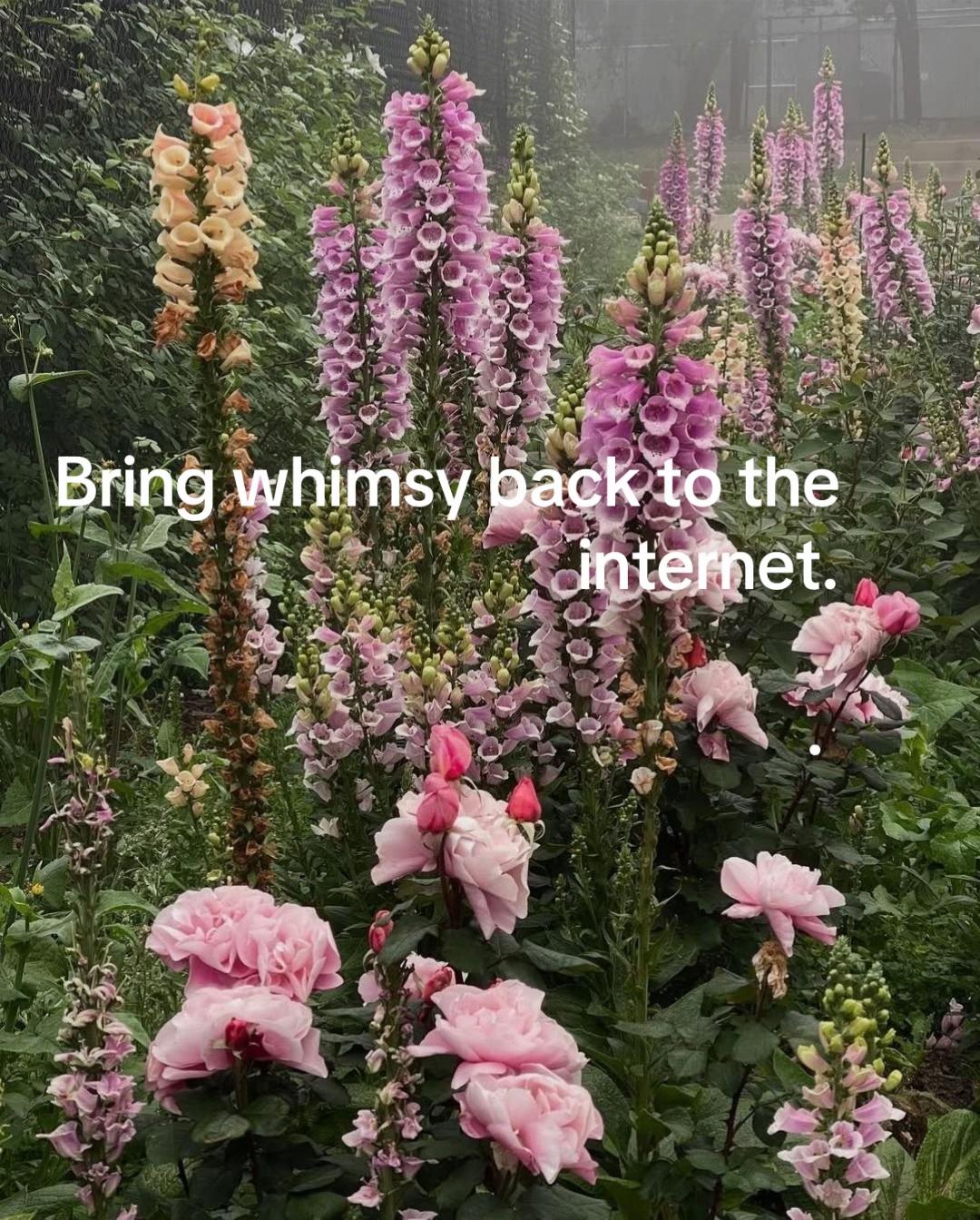 @softlylightly_