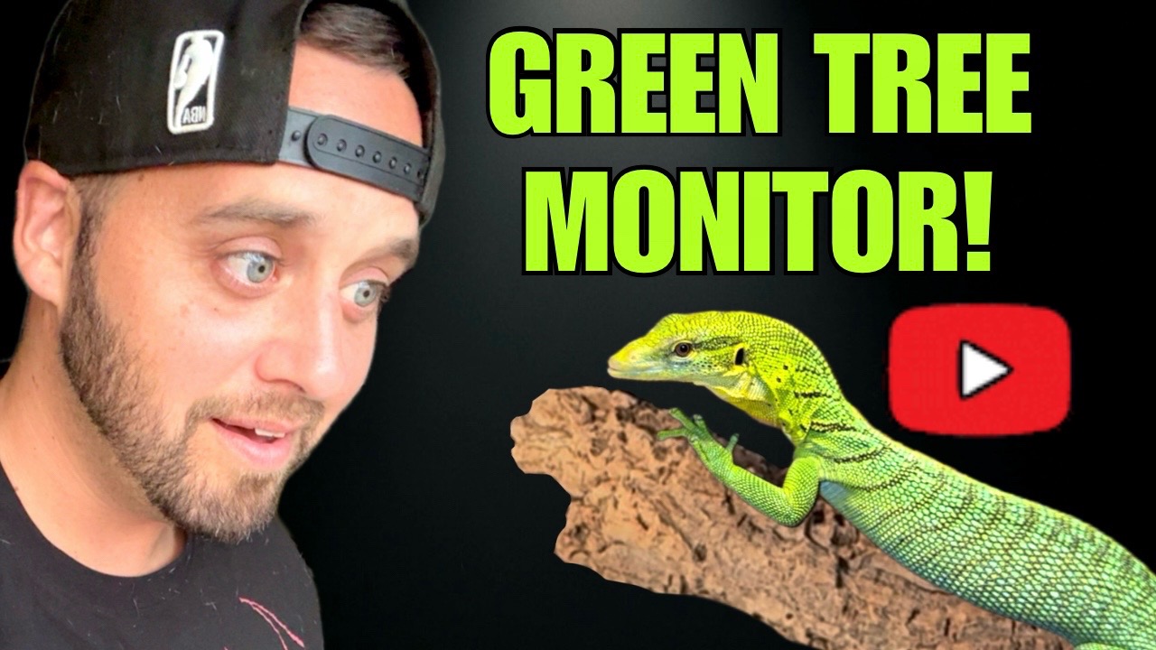 @Tommys_reptiles