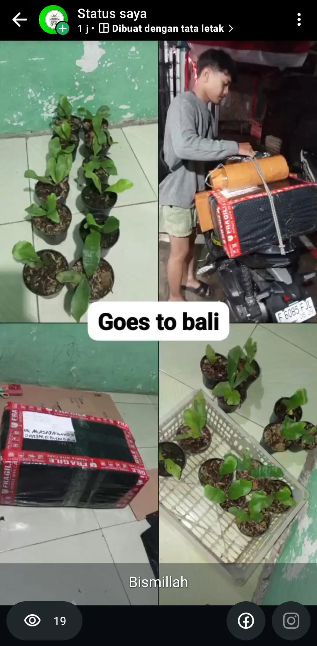 @LATANSA PLATYCERIUM NURSERY