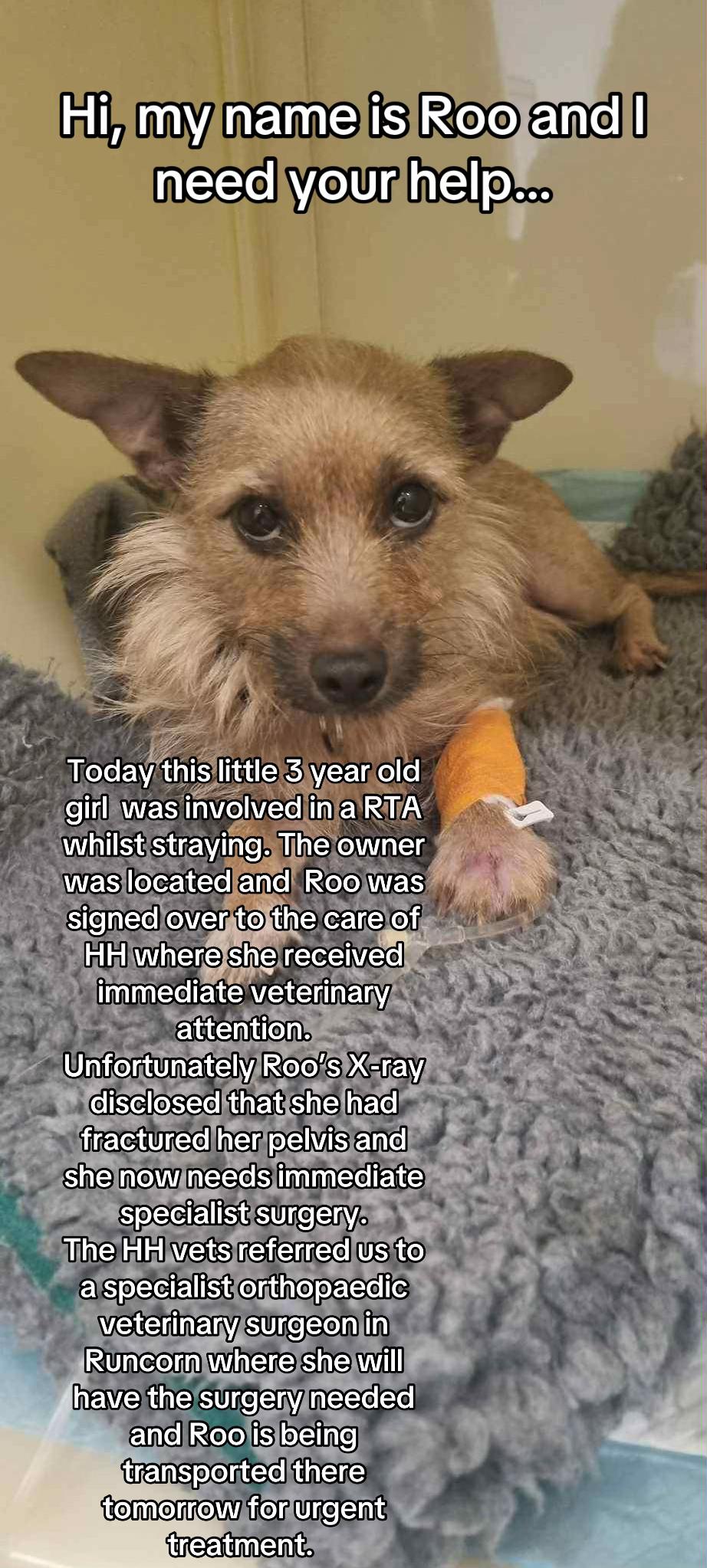 @Homeless hounds