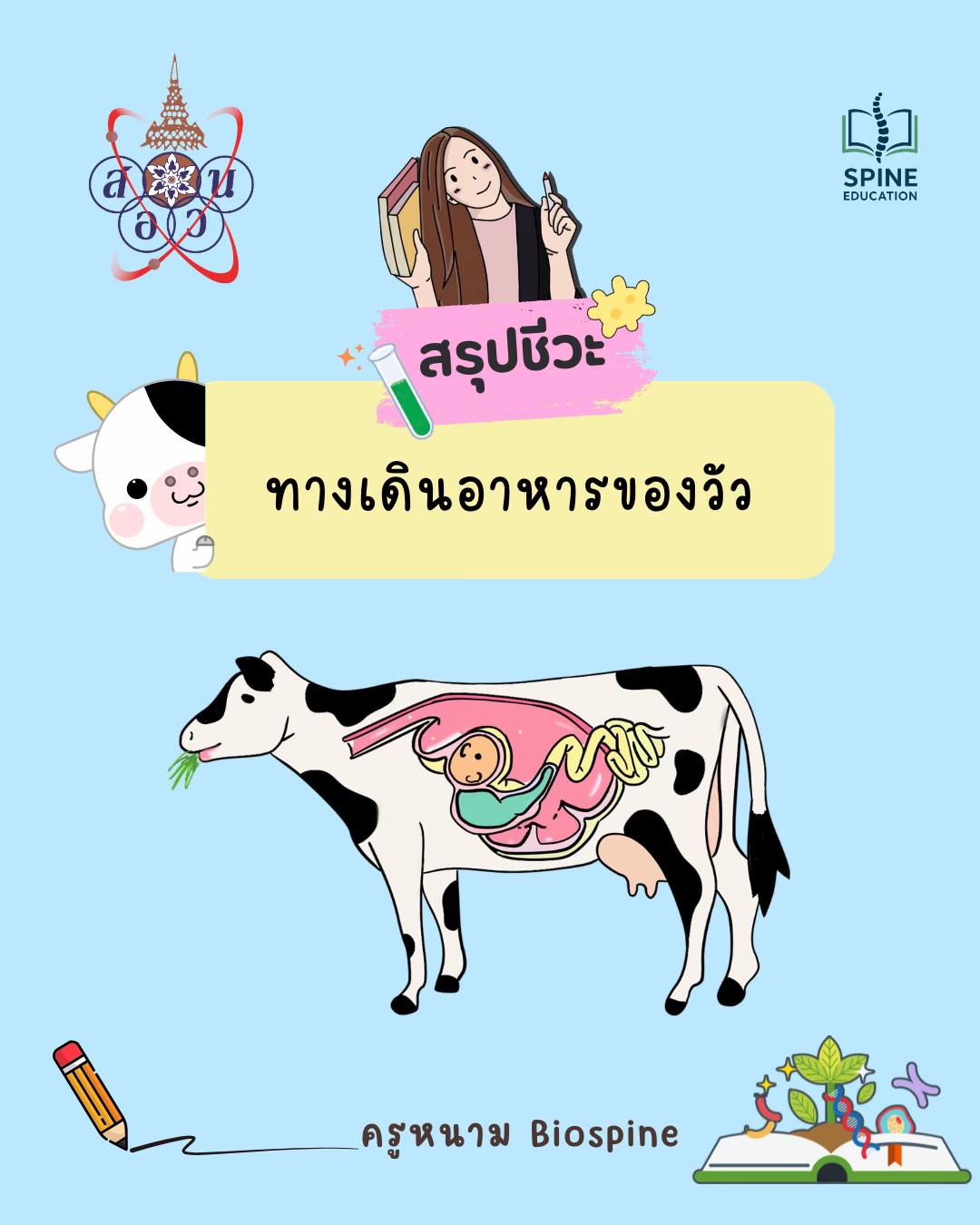 @Biospine by ครูหนาม
