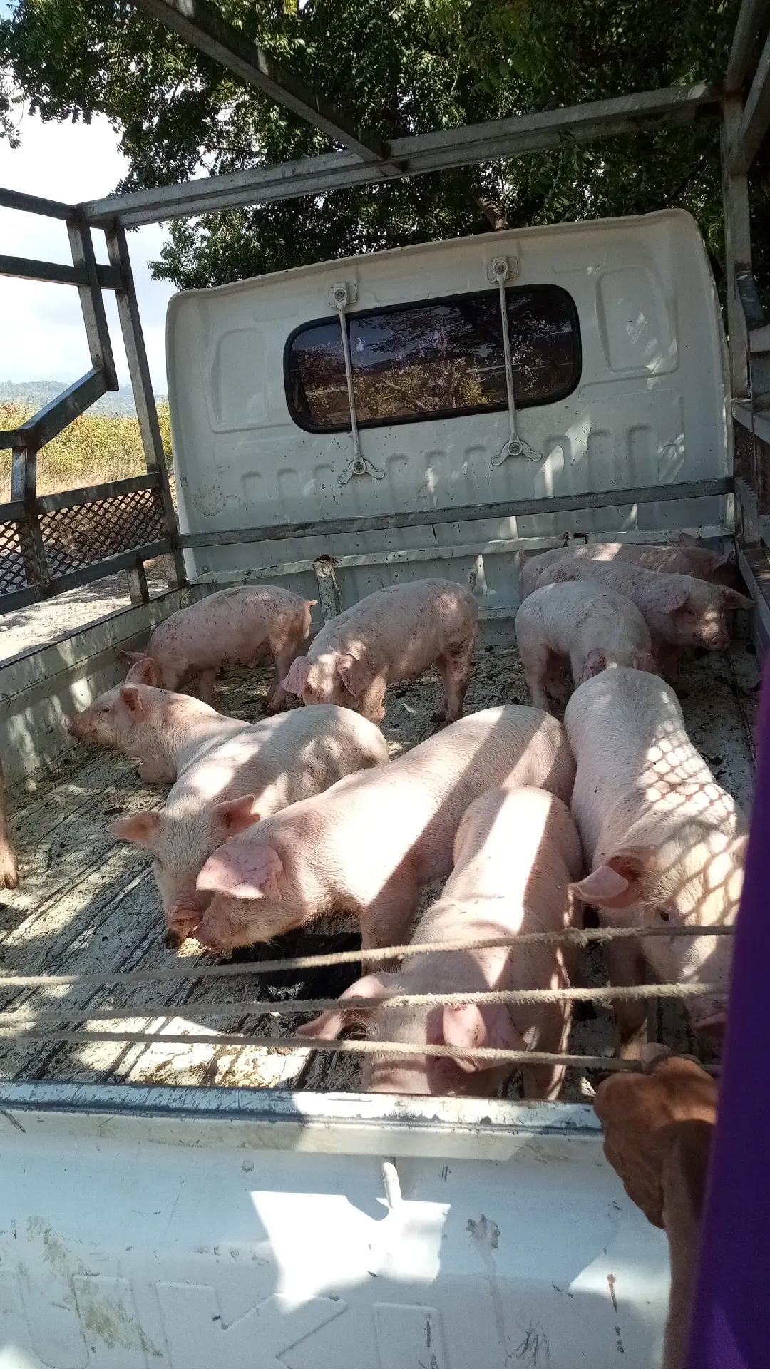 @W4 Pig Farm