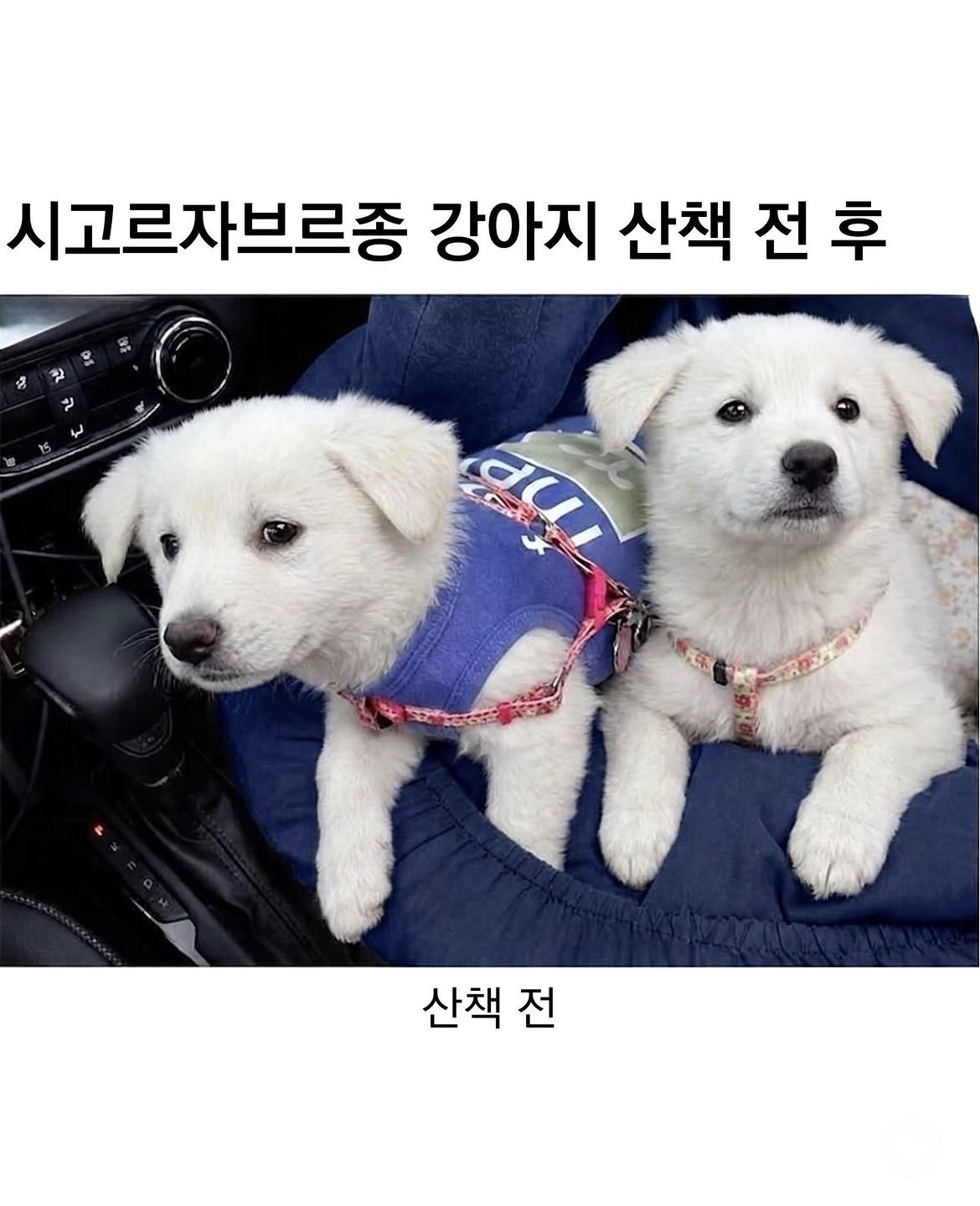 @로이젤