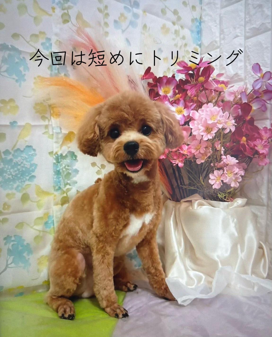 @Toshimi0923🐶🐾