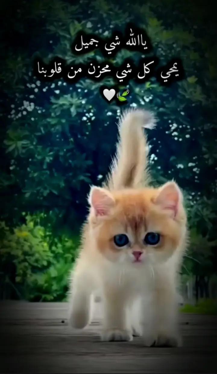 @ابو خالد