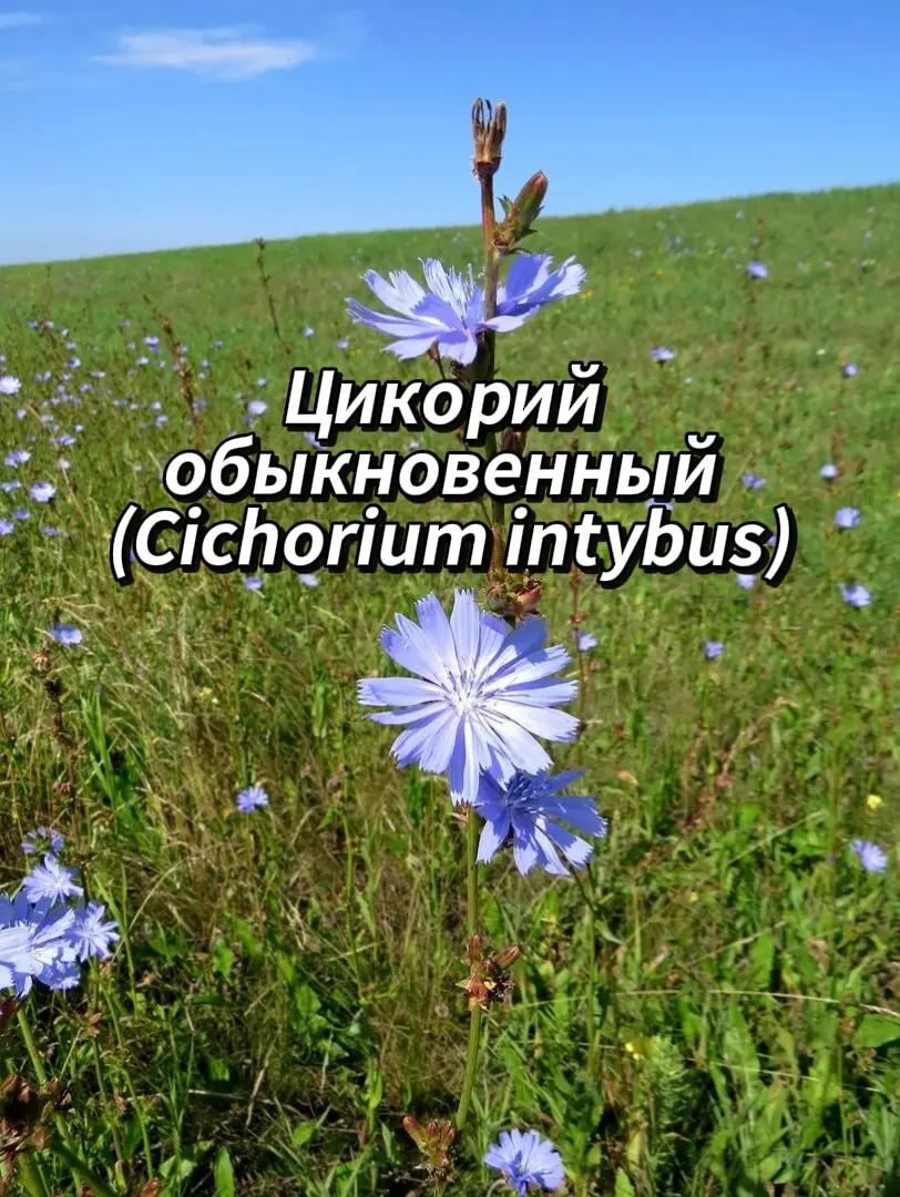 @🍃Зелёный шифр🍃