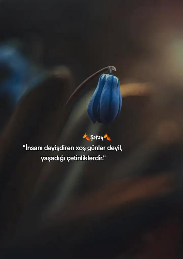 @🍂Shafaq🍂